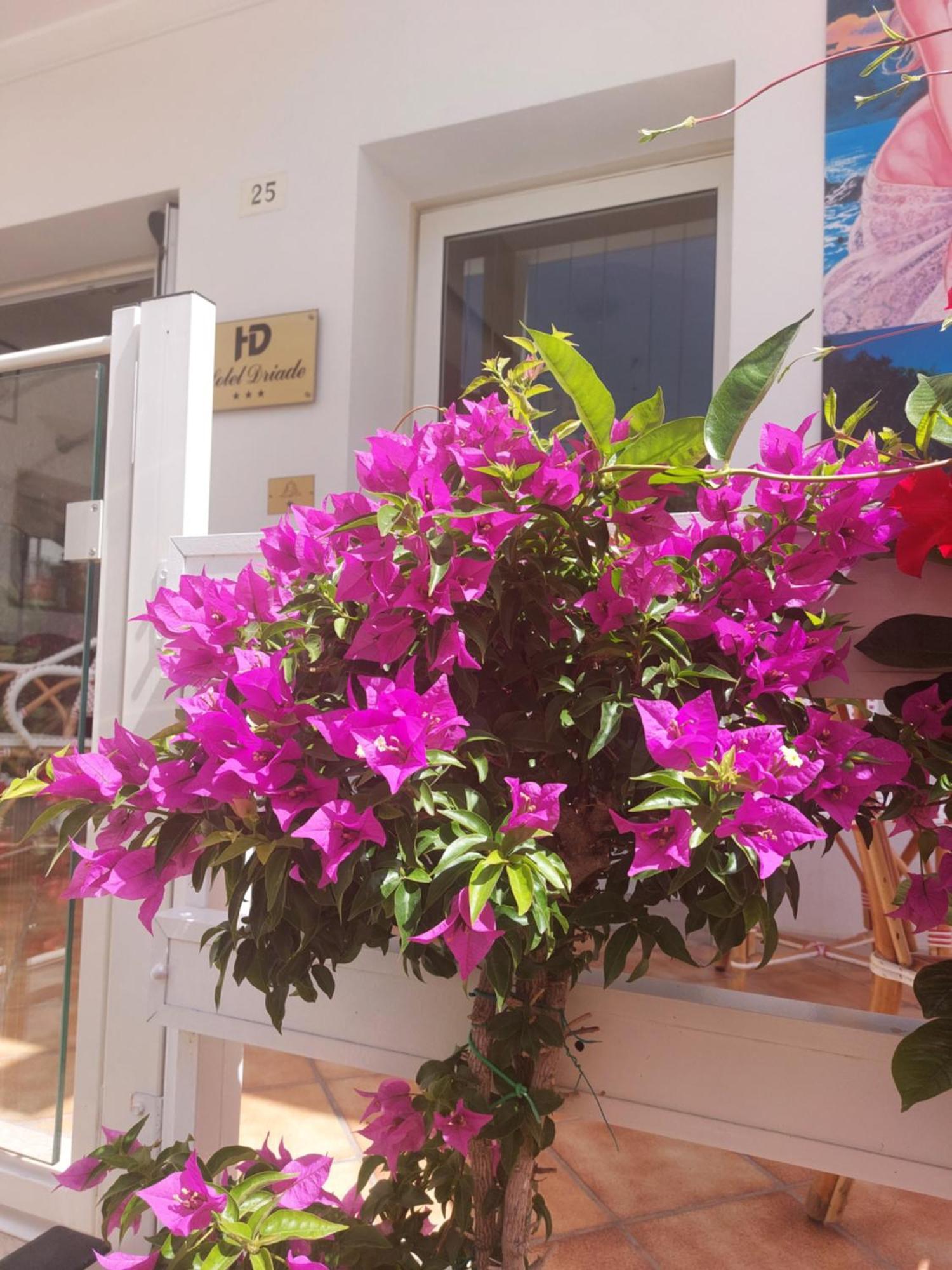 Hotel Driade Sul Mare Rimini Ngoại thất bức ảnh